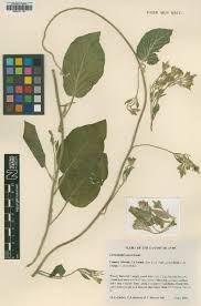 Image result for Convolvulus farinosus