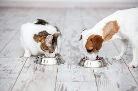 Can Dogs Eat Cat Food Is Cat Food Bad For Dogs Vets Now