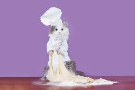 500 x 375 jpeg 31 кб. Can Cats Eat Bread 2 Types Of Bread You Should Never Give