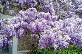 Complementary colors, when placed next to each other, create the best contrast. 10 Types Of Wisteria Grown Around The World Home Stratosphere