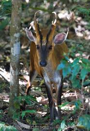It's hard to keep the kids outdoors if they're not comfortable or entertained. Barking Deer Muntjac Sounds Wild Ambience Nature Sounds