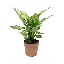 Dieffenbachia Maroba Dumb Cane Air Cleaning Plants Dumb Cane Plant Plants