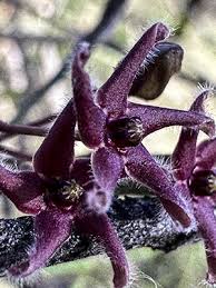 Image result for Vincetoxicum tenuipedunculatum