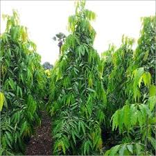 Check spelling or type a new query. Ashoka Tree Ashoka Tree Manufacturers Suppliers Dealers