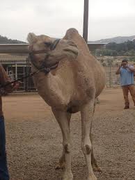 26502 highway 78, ramona (ca), 92065, united states. A Field Trip To The Oasis Camel Dairy In San Diego County Socal Field Trips