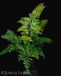 Image result for Didymochlaena truncatula