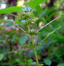 Image result for Pilea johnstonii