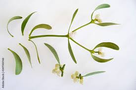 Image result for Santalaceae