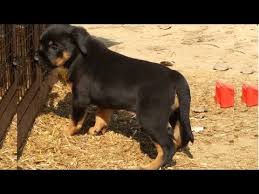 Giant rottweiler puppies for sale craigslist. Rottweiler Puppies For Sale Near Me Craigslist 07 2021