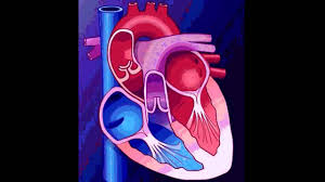 PROPIEDADES DE LA CELULA CARDIACA