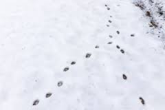 Tierisches rätsel für kleine und große menschen, für den privaten gebrauch oder in der schulklasse: Tierspuren Im Schnee Wer Stapft Hier Durch Den Winter