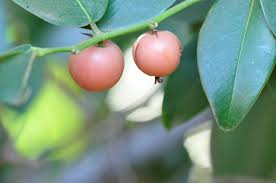 Image result for Chaetachme