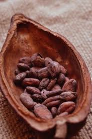 Kakaobohnen Gourmet Coffee Beans Food Spiced Fruit