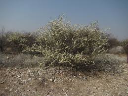 Image result for Acacia mellifera