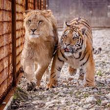 Captivating Animals Hey Bro Where Are Your Stripes By Spike83 Animals Hey Bro Lion Live Wallpaper
