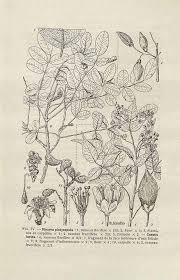 Image result for Cnestis polyphylla