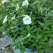 Image result for Petunia axillaris