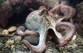 Este pulpo al olivo , tiene su historia, por supuesto 1 pulpo de 1kilo y medio, 1/2 cebolla fresca, 10 aceitunas negras, 1 huevo, 1 vaso de aceite, 3 cucharadas de. For Cephalopod Week Dive Into The World Of Octopuses Squids And More The New York Times