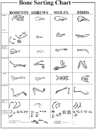 Owl Pellet Bird Skeleton Chart Bedowntowndaytona Com