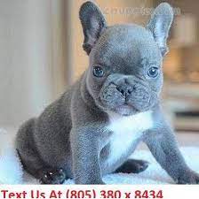 Maybe you would like to learn more about one of these? French Bulldog Dogs For Sale In United States Arizona Phoenix You Can Also Check Our Dog Director French Bulldog Dog Bulldog Puppies For Sale French Bulldog