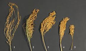 Image result for Panicum pansum