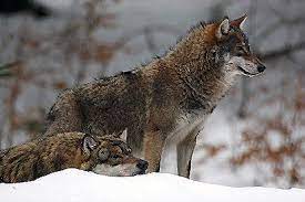 Great Plains Wolves Vary From 4 1 2 To 6 1 2 Feet Long From Nose To End Of Tail And Weigh Between 60 And 110 Pounds The Female Wolf Canis Lupus Great Plains