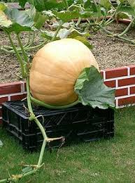 List Of Gourds And Squashes Wikipedia