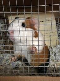 Maybe you would like to learn more about one of these? Covering A Guinea Pigs Cage At Night Is It Safe Pocket Sized Pets