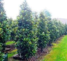 Magnolia Grandiflora Alta Trees To Plant Garden Trees Landscaping Trees