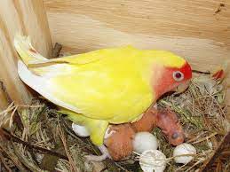 Cara budidaya lovebird di tempat tertutup selanjutnya adalah pasang lampu full spektrum pada kandang lovebird, lampu ini nantinya memiliki sinar yang mirip dengan matahari sehingga menjaga kesehatan burung. Cara Ternak Lovebird Untuk Pemula Yang Baru Memelihara Lovebird Burungnya Com