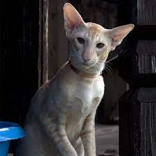 Oriental Shorthair Cat Breeders Near Me