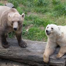 In wenigen wochen kann es soweit sein: Zoo Osnabruck Erschossene Cappuccino Barin Uberwand Drei Hurden Der Spiegel