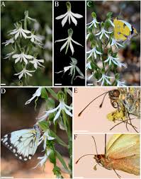 Image result for Bonatea antennifera