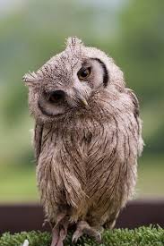 Bird That Sounds Like An Owl In The Morning Good Morning Love Owl Beautiful Birds Beautiful Owl