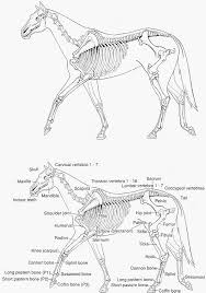 Horse Anatomy Pictures Think Like A Horse Rick Gore