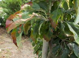 When leaf drop is a problem. Diagnostic Leaf Atlas Suffolk Fruit And Trees The Fruit Tree Specialists