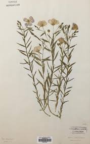 Image result for Linaceae