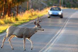 Check spelling or type a new query. Will An Accident With An Animal Affect Your Insurance In Tucson Az O Rielly Collision Centers