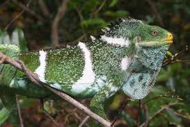 Image result for Rhynchosia torrei