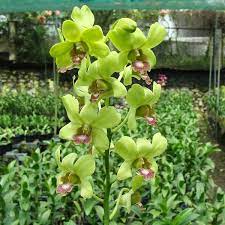 Dendrobium Burana Jade Orchids Flowers Plants