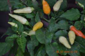 Image result for Capsicum frutescens