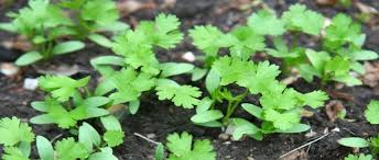 Several common issues may be at the root of the problem, and a combination of cultural controls can save your plant and boost the health, size and flavor of your cilantro harvest. Growing Coriander A Step By Step How To Grow Guide