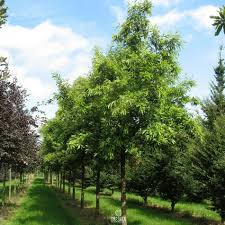 Image result for Necepsia castaneifolia