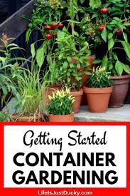 How To Start Container Gardening Like A Pro Patio Container Gardening Container Gardening Vegetables Diy Container Gardening