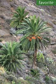 See more ideas about cactus, planting flowers, cacti and succulents. Phoenix Canariensis Canary Island Date Palm Buy Seeds At Rarepalmseeds Com