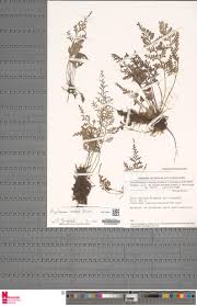 Image result for Asplenium hemitomum