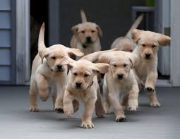To reserve a puppy or for any additional information ~ please call/text: Puppies Are Born With Genetic Sensitivity To Human Communication Study Finds Usa El Pais In English