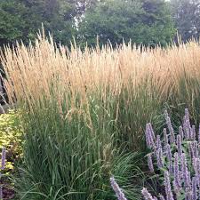 Sign up for free today! Karl Foerster Feather Reed Grass Naturehills Com