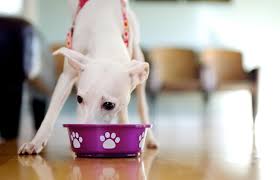 ﻿made from natural wholesome ingredients.﻿ Most Beneficial Raw Dog Food Diet Supplements Lovetoknow