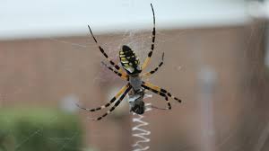 Spiders found in louisiana include 32 unique species from confirmed sightings by contributing members of spider id. Will The Real Banana Spider Please Stand Up Howstuffworks